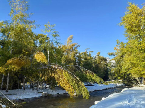 阿勒泰地区雪地植物景观