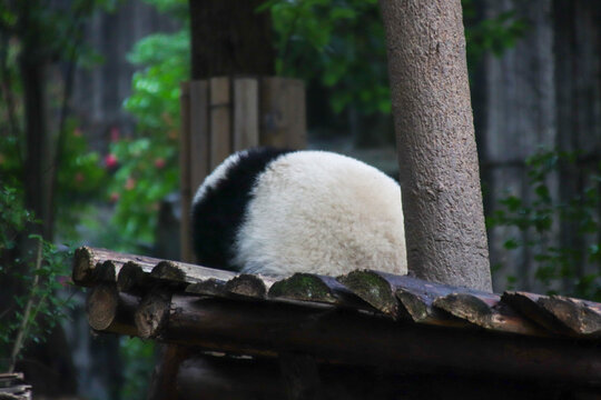 熊猫背影