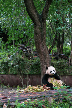 树下吃竹子的熊猫