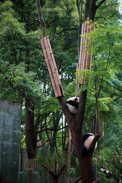 爬在树上的熊猫
