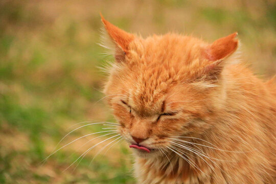 橘猫舔鼻