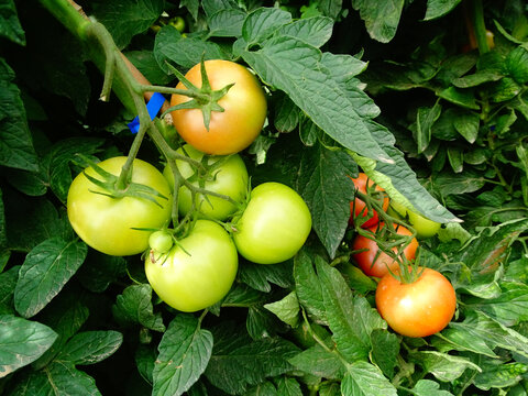 番茄种植