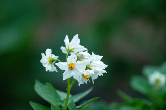 洋芋花