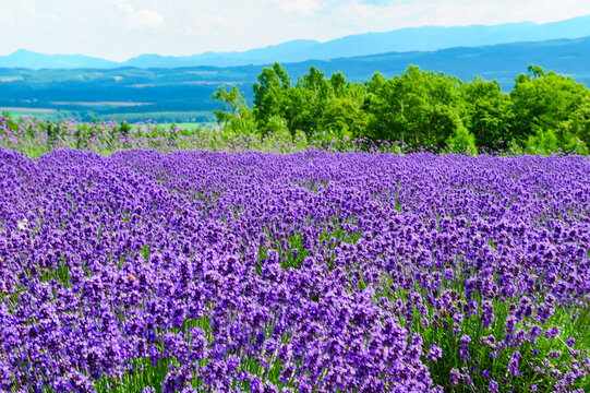 北海道薰衣草花海