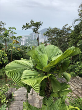 热带植物