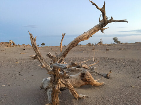 新疆原野上的枯树