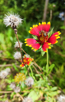 野花蜜蜂