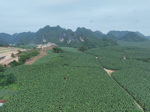 香蕉种植园