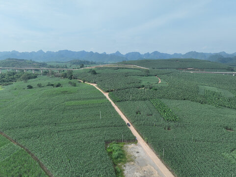 香蕉甘蔗种植园园