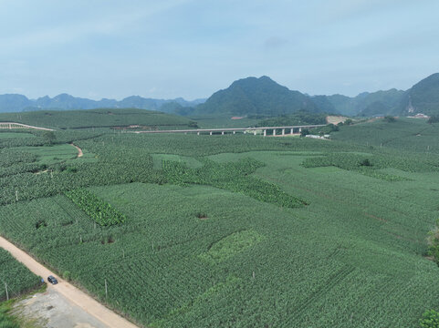 香蕉甘蔗种植园