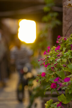 喀什古城街道夕阳花和骑车少年