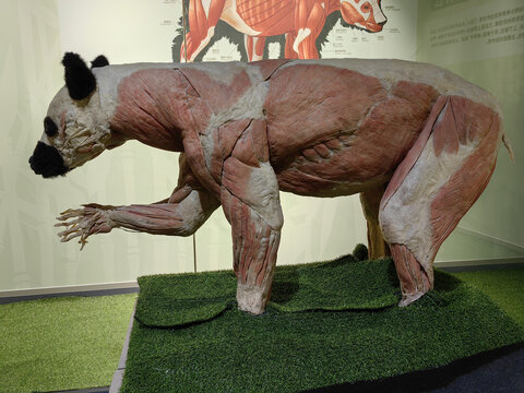 大熊猫肌肉系统塑化标本