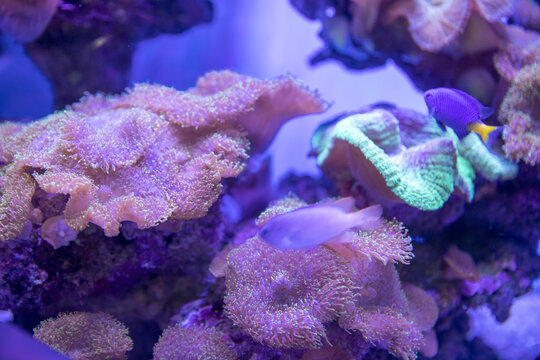 漂亮的海底珊瑚背景