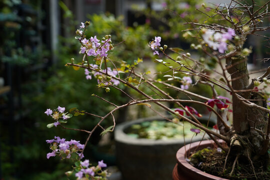紫薇花盆栽
