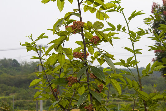 花椒树