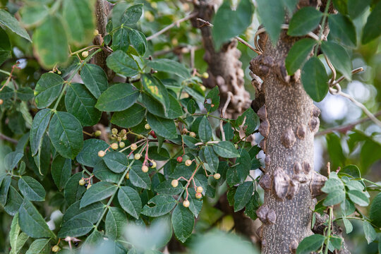 花椒树种植青花椒果实素材