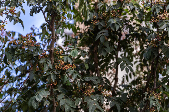 花椒树种植青花椒果实