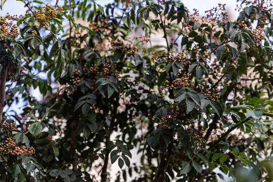 花椒树种植青花椒果实