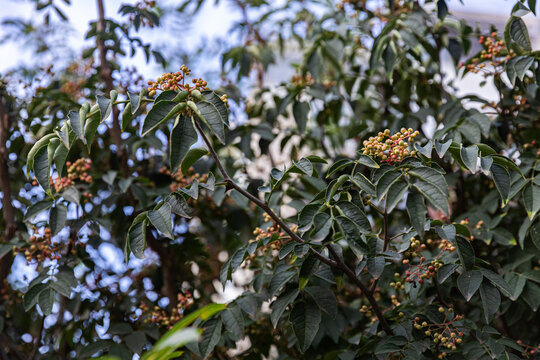 花椒树种植青花椒果实素材