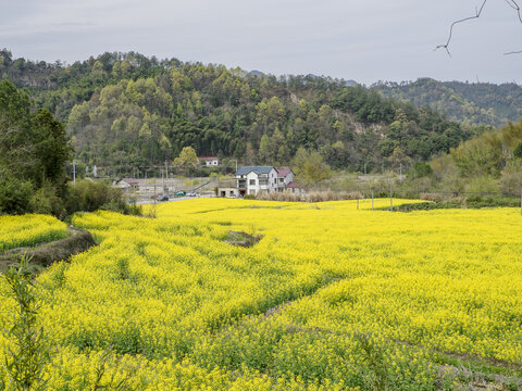 皖南田园风光