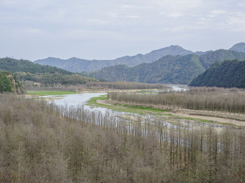 落羽杉湿地公园