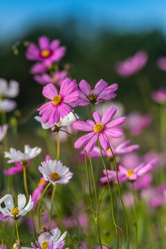 格桑花