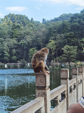 黔灵山公园猴子端坐图