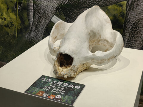 巴氏大熊猫头骨化石标本