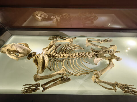 巴氏大熊猫骨骼化石标本