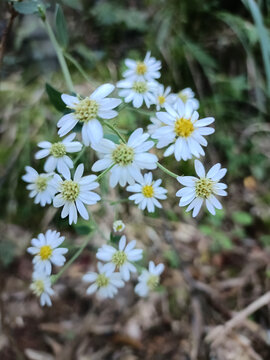 雏菊