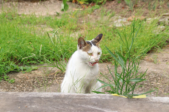 三花猫吃草