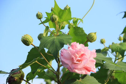 花蕊木芙蓉