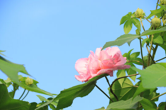 木芙蓉鲜花