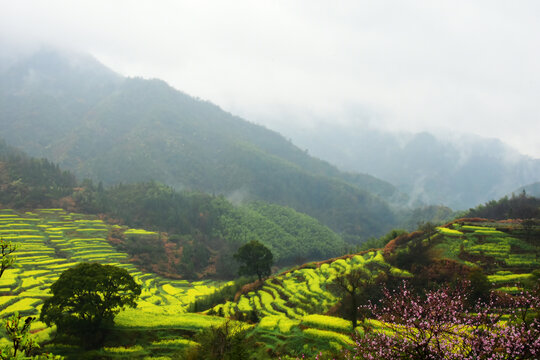 篁岭油菜花田