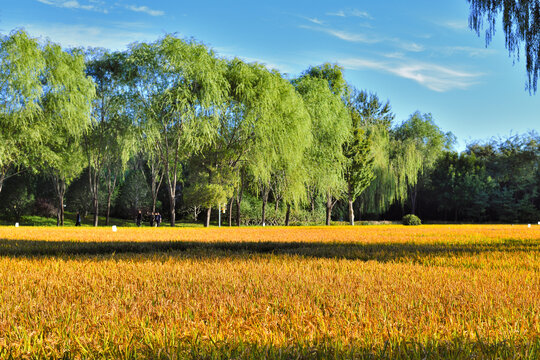 北京北坞稻田
