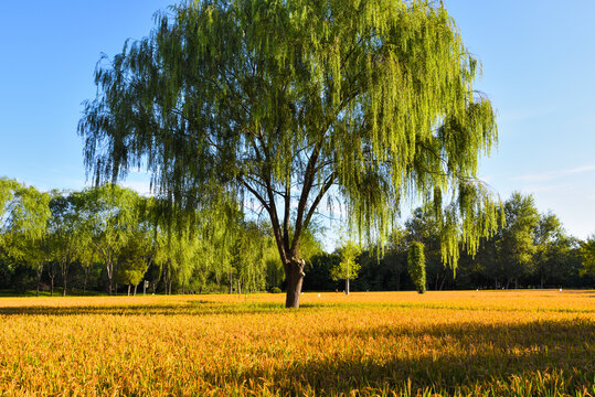 北京北坞稻田