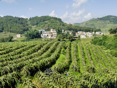 火龙果种植基地