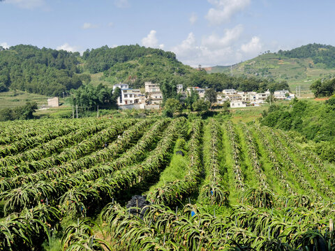 火龙果种植基地