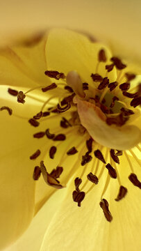 黄色花蕊