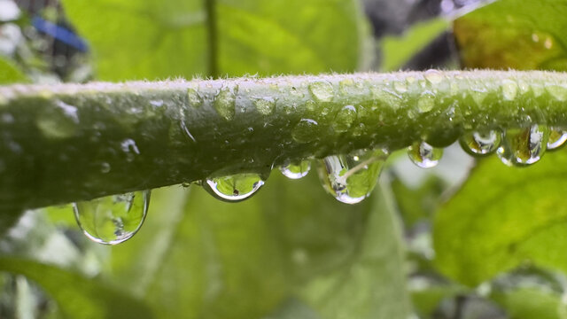 雨滴水珠特写