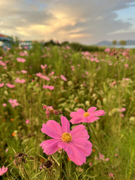 田野野花