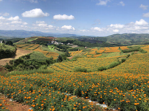 菊花花海