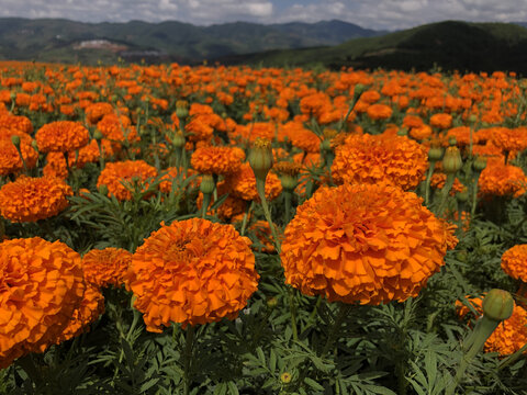 菊花花海