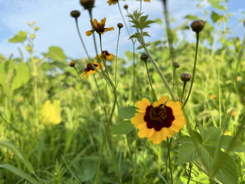 路边野花