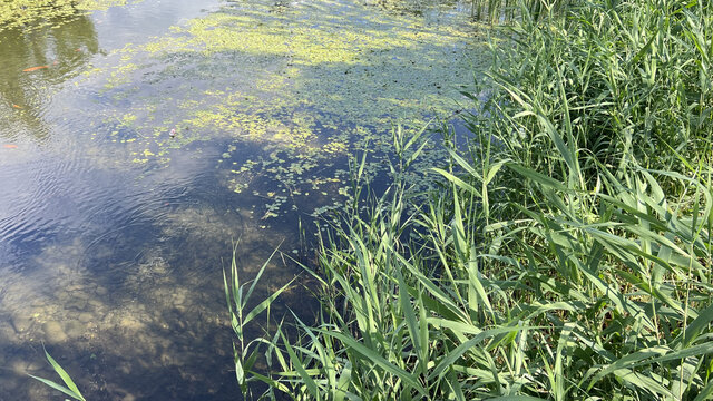 湖边湿地