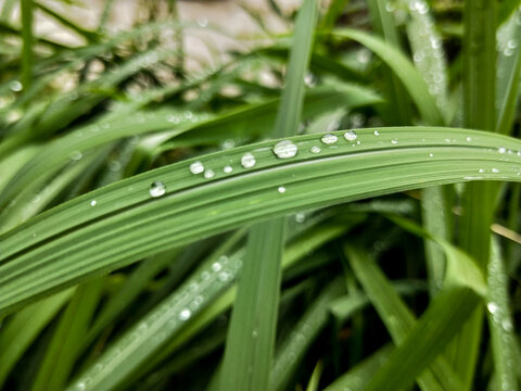 野草植物水珠