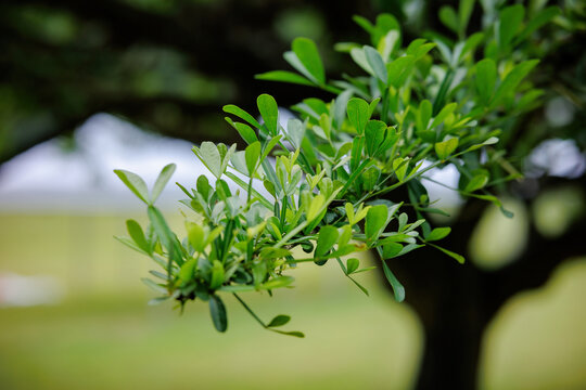 广州植物园树干长花的树
