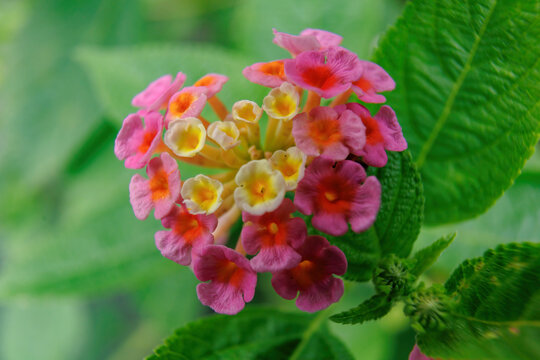 马缨丹花