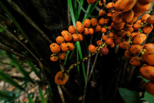 热带植物果子