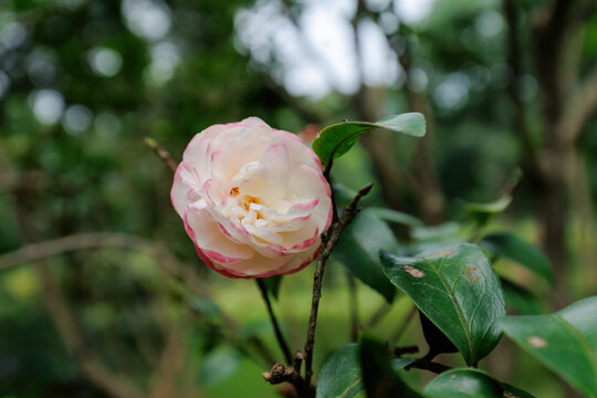 山茶花